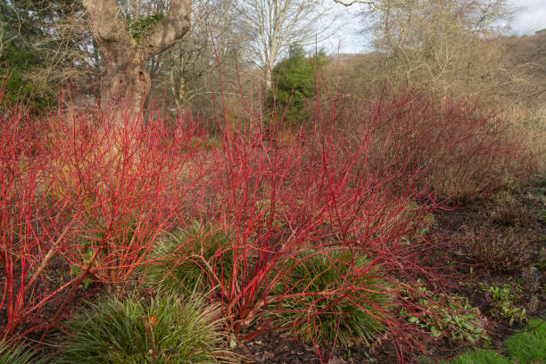 Bright Red Winter Stems on a Deciduous Dogwood Shrub (Cornus alba 'Baton Rouge') Surrounded by Ornamental Grasses in a Woodland Garden in Rural Devon, England, UK Cornus alba is a Deciduous Shrub that has Vivid Bright Red Stems in Winter arrowwood stock pictures, royalty-free photos & images