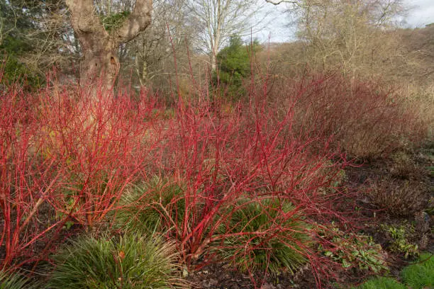 Cornus alba is a Deciduous Shrub that has Vivid Bright Red Stems in Winter
