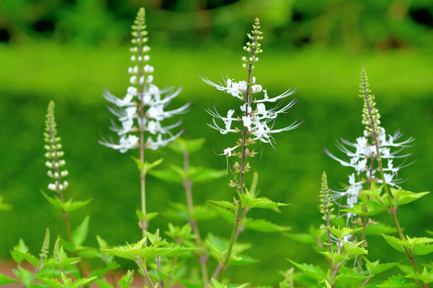 Orthosiphon aristatus, commonly called Cat’s whiskers, is a plant in Lamiaceae family, native to tropical area of Asia. It is upright trunked, used as a traditional medicinal plant. The plant owes its name (Cat’s whiskers) to its four long white to pale purple stamens, which stick out, looking like a cat’s whiskers.