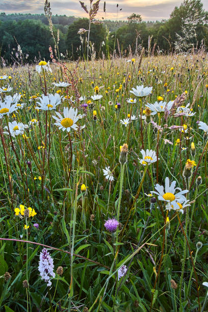 istock Flower rich wild flower meadow 1300079746