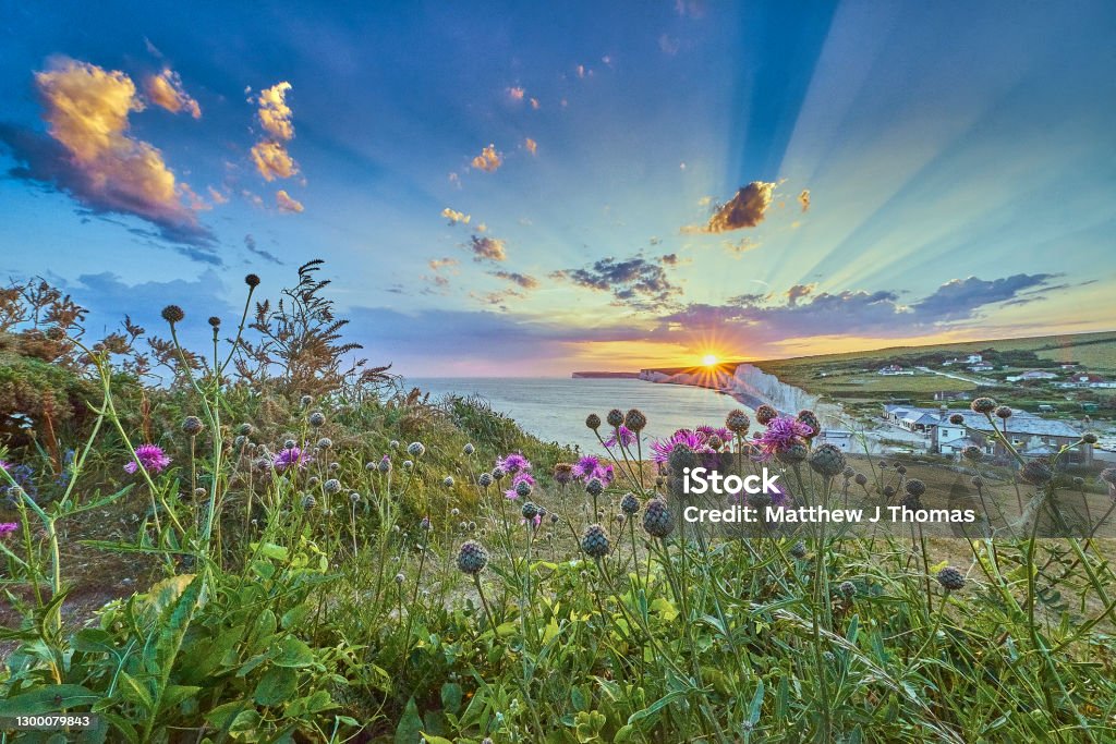 Seven Sisters Country Park, Sussex with wild flowers Seven Sisters chalk cliffs at sunset Landscape - Scenery Stock Photo