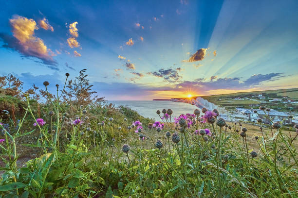 Seven Sisters Country Park, Sussex with wild flowers Seven Sisters chalk cliffs at sunset national trust photos stock pictures, royalty-free photos & images