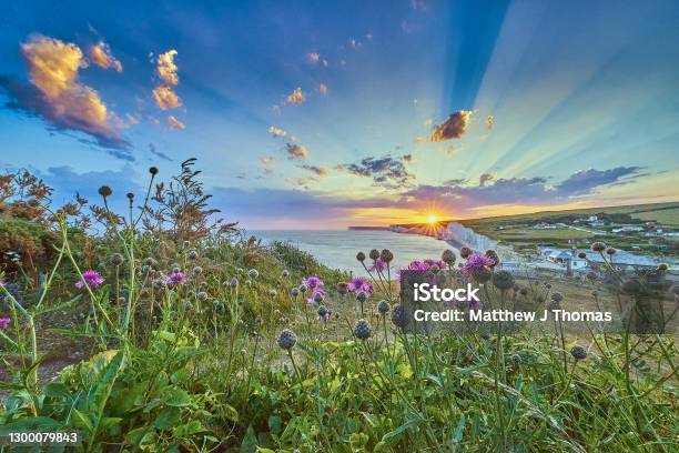 Seven Sisters Country Park Sussex With Wild Flowers Stock Photo - Download Image Now