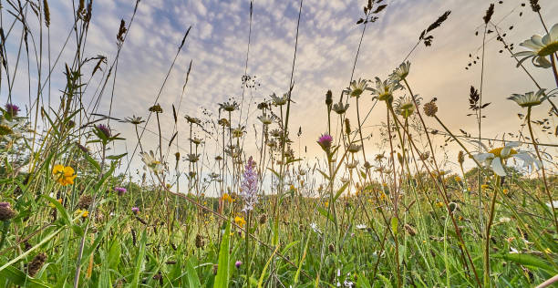 Flower rich wild flower meadow