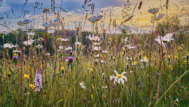 prado de flores silvestres ricas en flores - leontodon fotografías e imágenes de stock