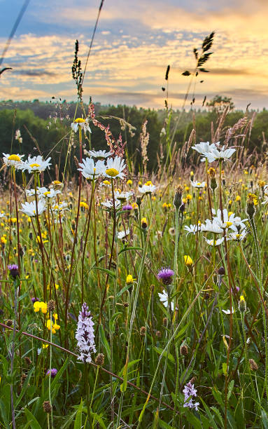 istock Flower rich wild flower meadow 1300080007