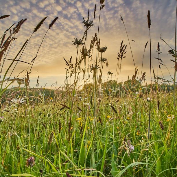 istock Flower rich wild flower meadow 1300080018