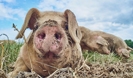 organic free range pigs close up