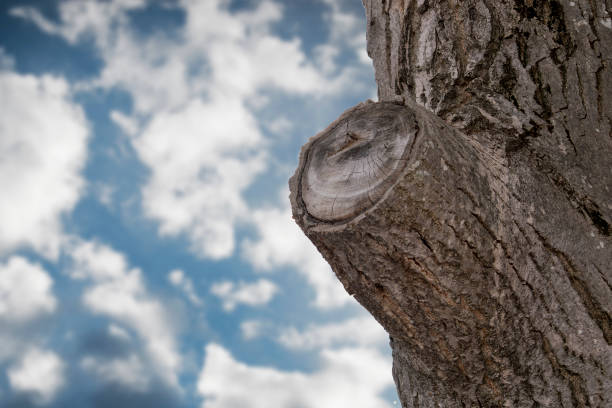 Pine tree log