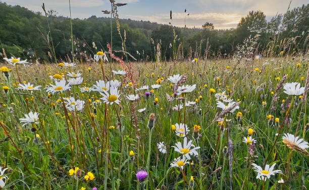 flores silvestres en un prado de heno - wildflower nobody grass sunlight fotografías e imágenes de stock