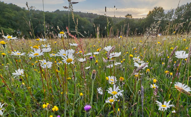 Wild flowers in a hay meadow Native wild flowers in an ancient hay meadow in the High Weald of Sussex biodiversity stock pictures, royalty-free photos & images