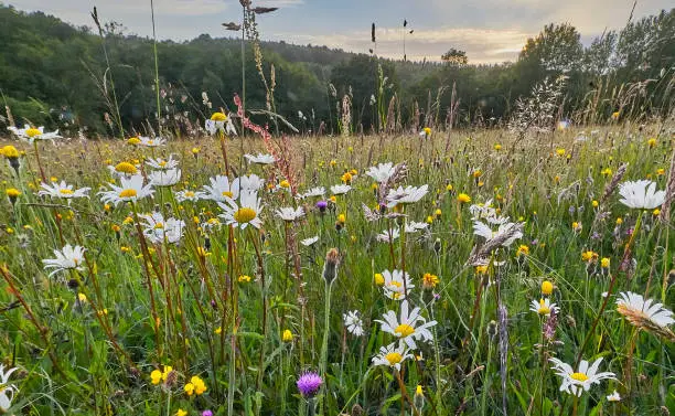 Photo of Wild flowers in a hay meadow