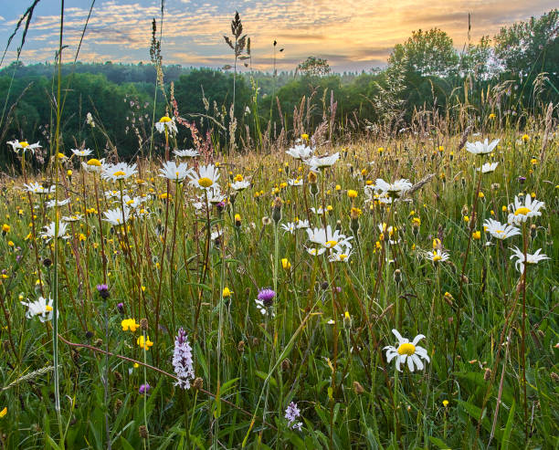 istock Flower rich wild flower meadow 1300080237