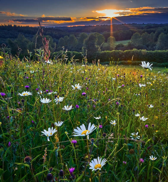 Wild flowers in a hay meadow