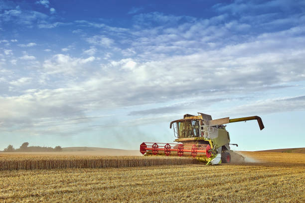 Combine harvester harvesting wheat in summer