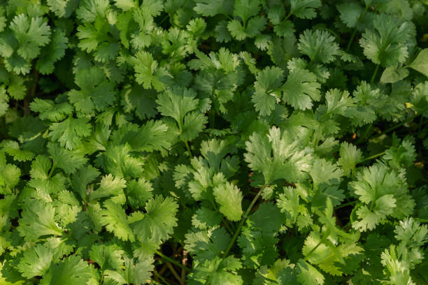 istock fresh coriander in garden with sunshine 1300084823