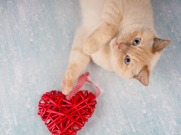 istock cute cat playing with red heart, Valentine's day concept 1300086220