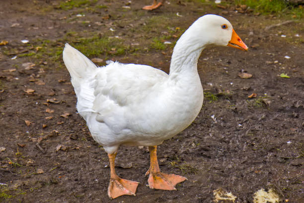 istock White goose in the mud 1300086387