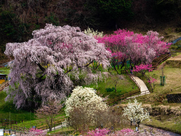 matabei-sakura (big cherry tree) à nara - cherry tree morning sunlight sunny photos et images de collection