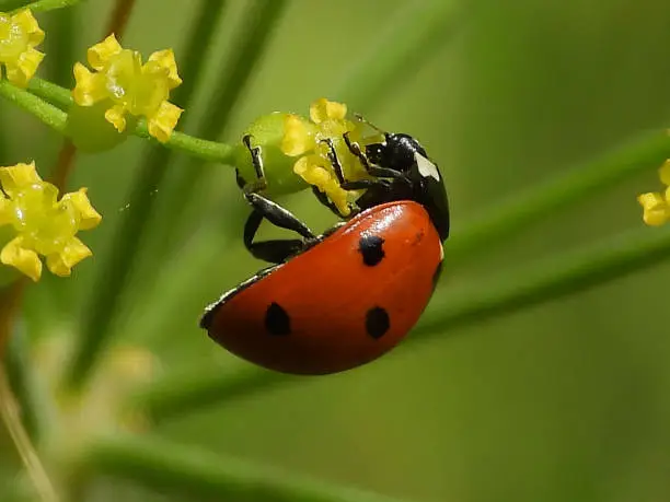 Coccinella septempunctata on unidentified plant