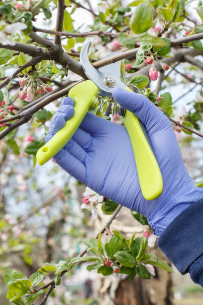 istock Farmer with a pruner shears the tips of an apple tree. 1300087380