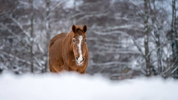 istock Brown horse in winter 1300089112
