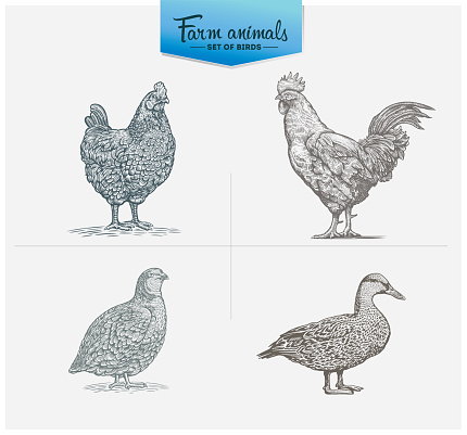 Set of illustrations of four birds: chicken, rooster, quail, and duck. Illustrations in the style of engraving.