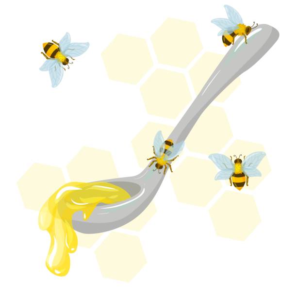 ilustraciones, imágenes clip art, dibujos animados e iconos de stock de la osa de miel. cuchara de miel dibujada a mano en estilo de dibujos animados. miel de abeja o jarabe de arce. ilustración vectorial aislada sobre fondo blanco. - honey hexagon honeycomb spring