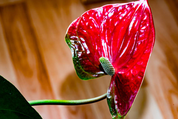 fermez-vous vers le haut d’une fleur de flamant rose dans le rouge lumineux et approximativement vert avec un fond brun clair - botany bright brown heart shape photos et images de collection