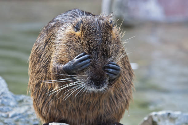 coypu, myocastor coypus, noto anche come ratto di fiume o nutria - castoro foto e immagini stock