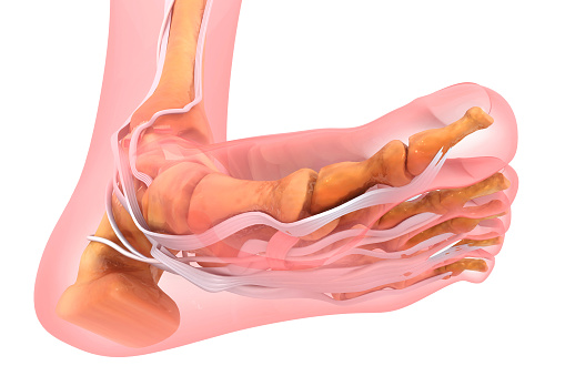 Anatomía humana del pie. Tendones de pies. Ilustración 3D photo