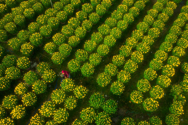 istock Take care chrysanthemum flowers 1300092644