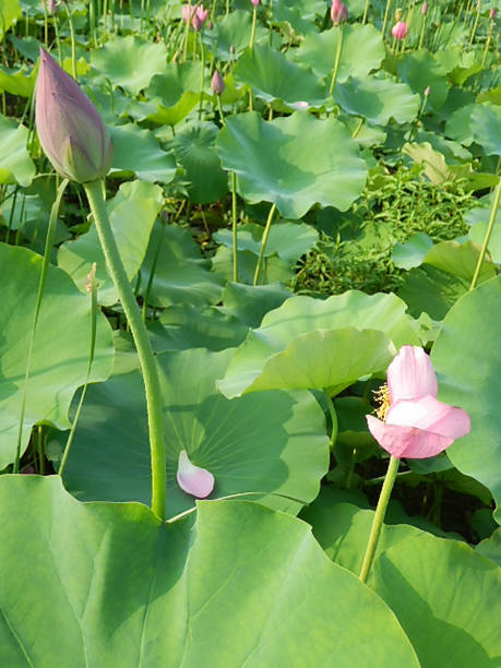 istock a lotus blossom in a pond 1300094631
