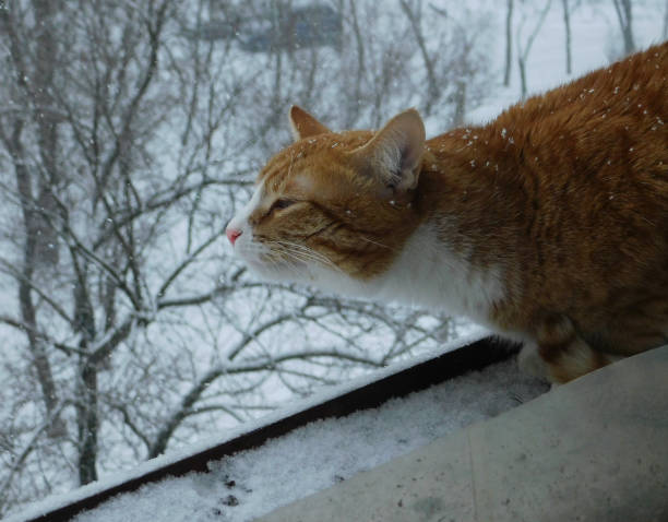 istock The ginger cat at the balcony in the winter 1300095324