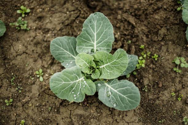 istock Organic fresh caralahana 1300095352