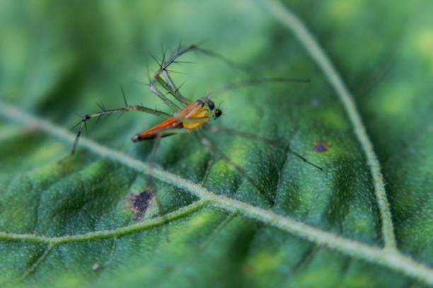 a small spider on a green leaf stock photo
