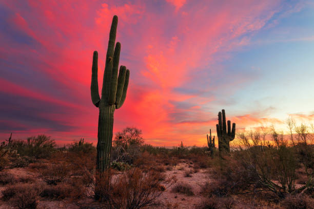 istock Saguaro Cactus and desert landscape at sunset 1300096721