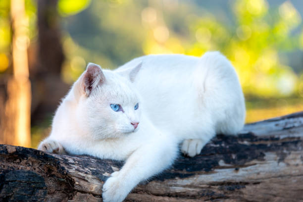 istock Cute white cat with blue eyes on a timber. 1300096885
