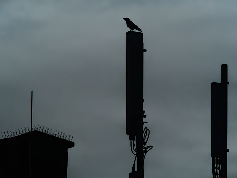 January 2021, Camden, London, UK - Allegorical, illustrative image concerned with the 5G conspiracy controversy that gained additional force as it became inter-twined with the Coronavirus Pandemic. Image shows a crow perched on a mobile communication antenna centre frame, with a further antenna and structure on either side, all in silhouette. Background is a dark and threatening sky, with the whole image giving a menacing, ominous and doom-laden atmosphere. The Western-European traditional cultural associations around the crow, combined with its fortunate choice of perch and the image’s threatening atmosphere, provide an apt visual metaphor for the unfounded, apocalyptic speculations of those advancing the various conspiracy theories around the 5G roll out in the UK.