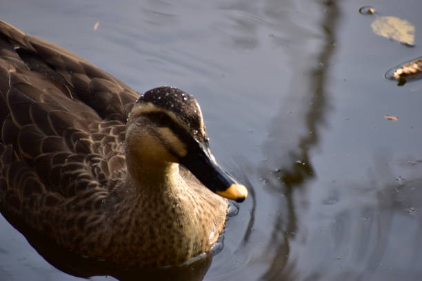istock Portrait of spot-billed duck 1300098308