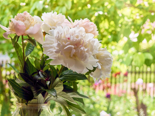 istock Peonies in a vase. 1300098316