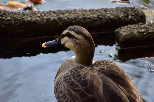 istock Portrait of spot-billed duck 1300098319
