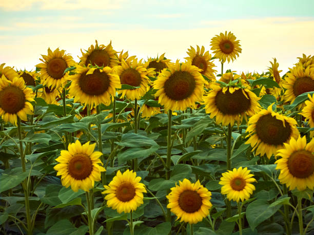istock Field of sunflowers (Helianthus) 1300099165