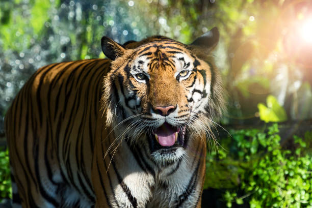 istock Photos of tiger naturally. 1300099542