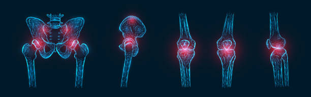 wielokątna wektor ilustracja bólu lub zapalenia kości w miednicy, stawu biodrowego, i stawy kolanowe izolowane. koncepcja bólu stawów - biodro stock illustrations
