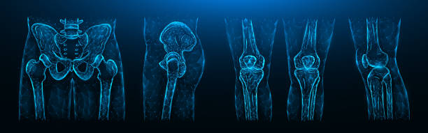 Polygonal vector illustration of the pelvis, hip joint and knees on a dark blue background. Human Anatomy medical template. Polygonal vector illustration of the pelvis, hip joint and knees on a dark blue background. Human Anatomy medical template. orthopedics joint stock illustrations