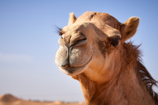 Retrato de camello photo