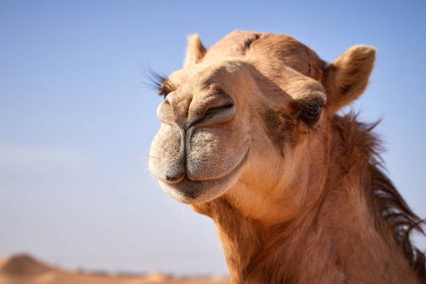 Camel Portrait A portrait of a camel in the UAE desert farm near Abu Dhabi dromedary camel stock pictures, royalty-free photos & images