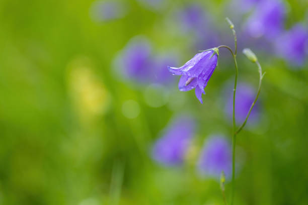 Bluebell wildflower growing in July and August, Alaska, USA.