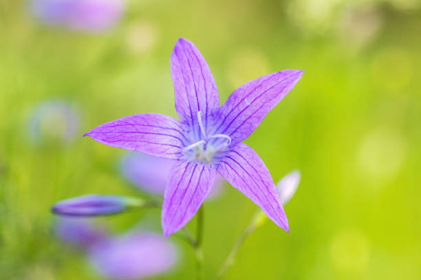 цветок campanula patula, дикое цветущее растение - campanula стоковые фото и изображения